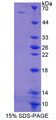 Figure 2. SDS-PAGE