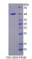 Figure 1. SDS-PAGE