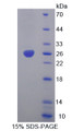 Figure 1. SDS-PAGE