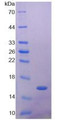 Figure 2. SDS-PAGE