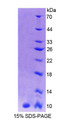 Figure 1. SDS-PAGE