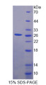 Figure 1. SDS-PAGE