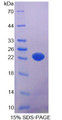 Figure 1. SDS-PAGE