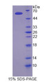 Figure 1. SDS-PAGE