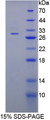 Figure 1. SDS-PAGE