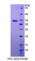 Figure 1. SDS-PAGE