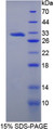 Figure 1. SDS-PAGE