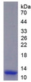 Figure 1. SDS-PAGE