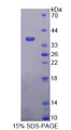 Figure 1. SDS-PAGE