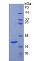 Figure 3. SDS-PAGE