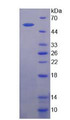 Figure 2. SDS-PAGE