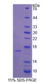 Figure 1. SDS-PAGE