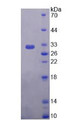 Figure 2. SDS-PAGE