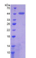 Figure 2. SDS-PAGE