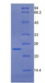 Figure 2. SDS-PAGE