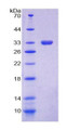 Figure 1. SDS-PAGE