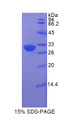 Figure 1. SDS-PAGE