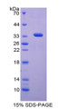 Figure 1. SDS-PAGE