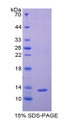 Figure 1. SDS-PAGE