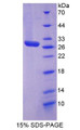 Figure 1. SDS-PAGE