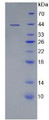 Figure 2. SDS-PAGE