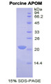 Figure 1. SDS-PAGE