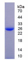 Figure 3. SDS-PAGE