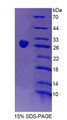 Figure 1. SDS-PAGE