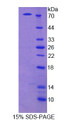 Figure 1. SDS-PAGE