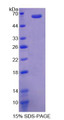 Figure 1. SDS-PAGE