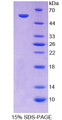 Figure 1. SDS-PAGE