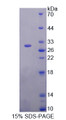 Figure 1. SDS-PAGE