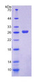 Figure 1. SDS-PAGE