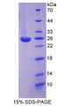 Figure 1. SDS-PAGE