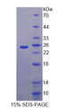 Figure 1. SDS-PAGE