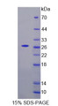 Figure 1. SDS-PAGE