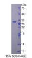 Figure 1. SDS-PAGE