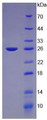 Figure 2. SDS-PAGE