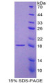 Figure 1. SDS-PAGE