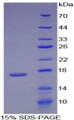 Figure 1. SDS-PAGE