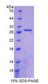 Figure 1. SDS-PAGE