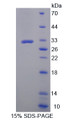 Figure 1. SDS-PAGE