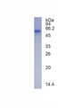 Figure 1. SDS-PAGE