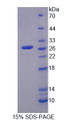 Figure 1. SDS-PAGE