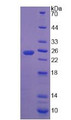 Figure 2. SDS-PAGE