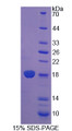 Figure 1. SDS-PAGE