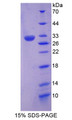 Figure 1. SDS-PAGE