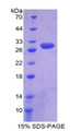 Figure 1. SDS-PAGE