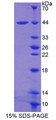 Figure 1. SDS-PAGE