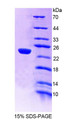 Figure 1. SDS-PAGE